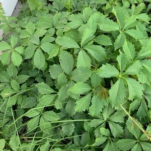 Meet your Posher, Zaida